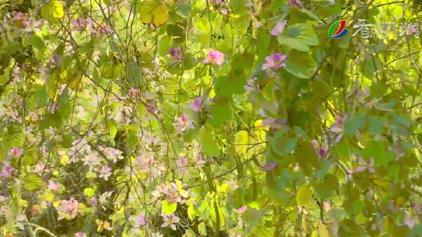 2222.gif